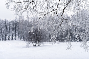 Winter snowy landscape with trees covered with frost and snow