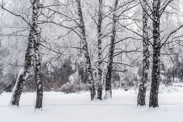 Winter snowy landscape with trees covered with frost and snow