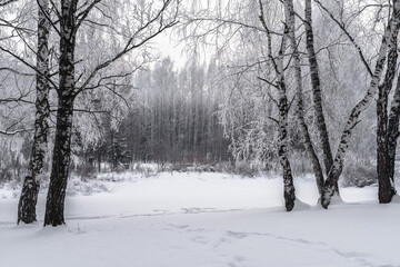 Winter snowy landscape with trees covered with frost and snow