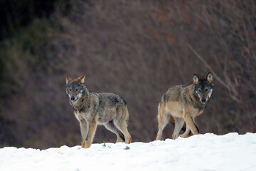 The grey wolf or gray wolf (Canis lupus) emerges from the forest in heavy snowfall. A large Carpathian wolves rises on a meadow. European wolf in winter.