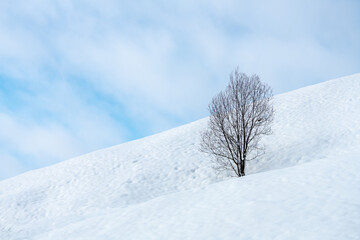 Lonely tree covered in snow blue cloudy sky