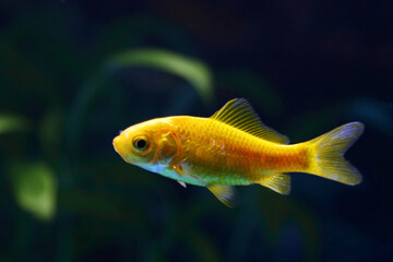 Fototapeta premium Goldfisch / Goldfish / Carassius auratus