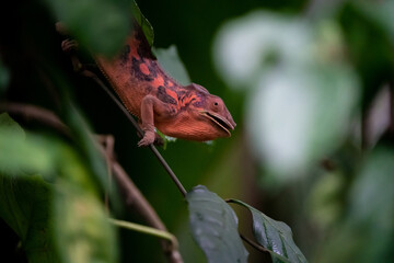 Chameleon hiding between leaves