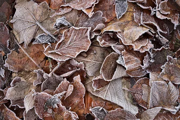 Fototapete Frozen leaves © Holland-PhotoStockNL