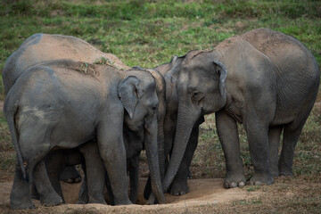 elephants in the wild