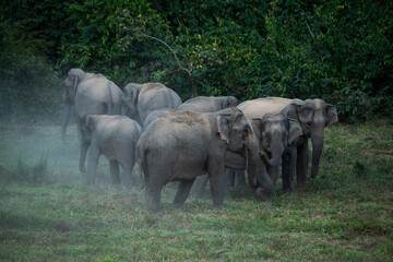 elephants in the grass