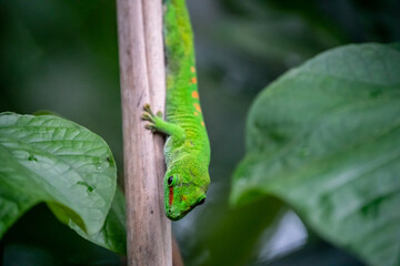 Green lizard gecko in the rainforest