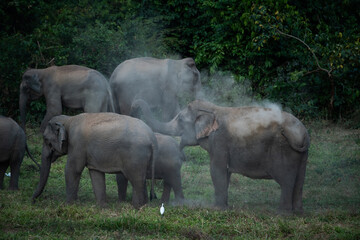 elephants in the wild