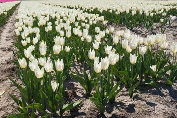 Türaufkleber Tulip field, Flevoland Province, The Netherlands © Holland-PhotostockNL