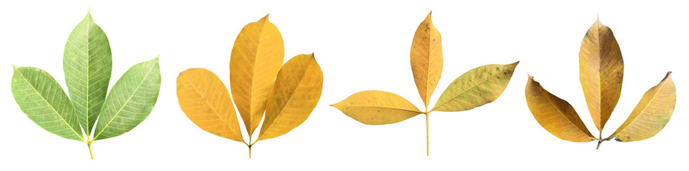 Isolated hevea brasiliensis or rubber leaf with clipping paths.
