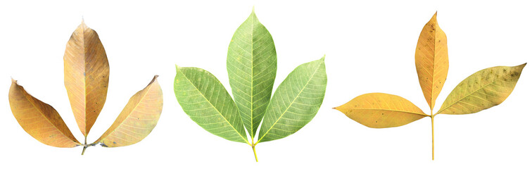 Isolated hevea brasiliensis or rubber leaf with clipping paths.