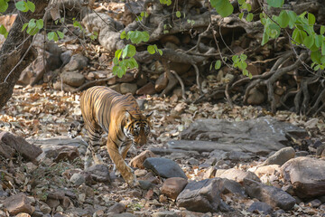 Tiger in the nature habitat. Tiger male walking head on composition. Wildlife scene with danger animal. Hot summer in Rajasthan, India. Dry trees with beautiful indian tiger, Panthera tigris