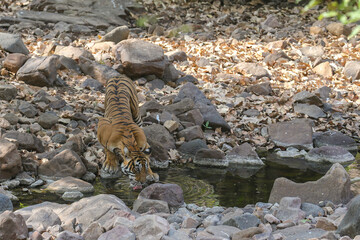 Naklejka na ściany i meble Tiger in the nature habitat. Tiger male walking head on composition. Wildlife scene with danger animal. Hot summer in Rajasthan, India. Dry trees with beautiful indian tiger, Panthera tigris