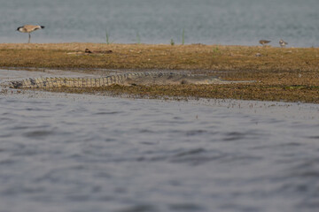 Indian gavial in the nature habitat, chambal river sanctuary, Gavialis gangeticus, very endangered species of indian wildlife, India.