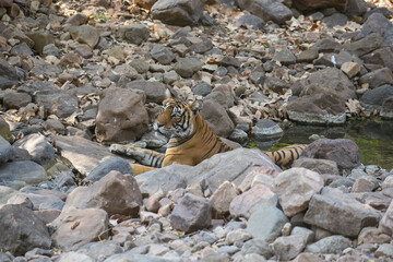 Tiger in the nature habitat. Tiger male walking head on composition. Wildlife scene with danger animal. Hot summer in Rajasthan, India. Dry trees with beautiful indian tiger, Panthera tigris