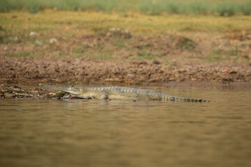 Indian gavial in the nature habitat, chambal river sanctuary, Gavialis gangeticus, very endangered species of indian wildlife, India.