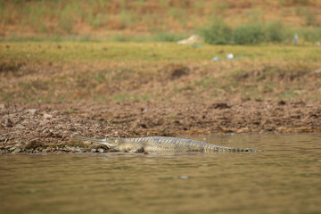 Indian gavial in the nature habitat, chambal river sanctuary, Gavialis gangeticus, very endangered species of indian wildlife, India.