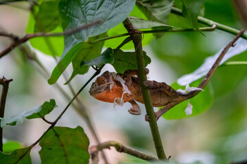 Chameleon hiding between leaves