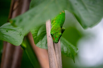 Fototapeta na wymiar Green lizard gecko in the rainforest