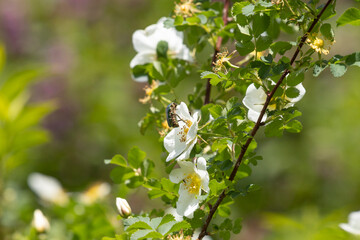 Flower chafer on the flowers of a beaver rose