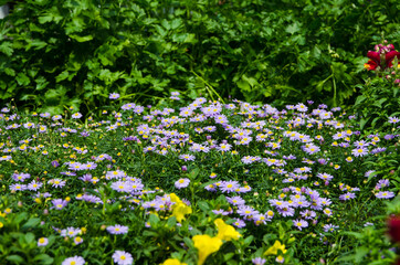 Beautiful flowers in green leaves garden with purple and yellow flowers.
