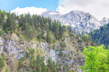 Fir trees growing on the mountains . Coniferous forest scenery with mountains