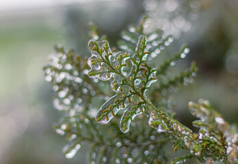 ice covers the coniferous branch of thuja. winter natural events, cold weather, storm, freezing rain