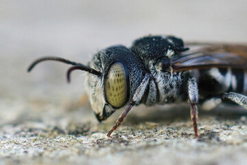 Closeup on the head of a mediterranean kleptoparasite bee, Coelioxys argenteus sitting on a piece of stone