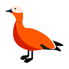 The ruddy shelduck vector (Tadorna ferruginea), known in India as the Brahminy duck, is a member of the family Anatidae, isolated on white background