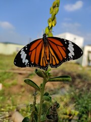 monarch butterfly on a flower