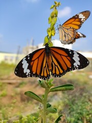 Two Beautiful butterflies sitting in a single flower 