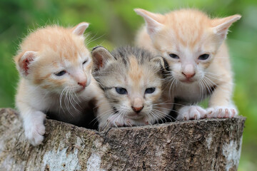 Three baby cats are resting on dry wood. 