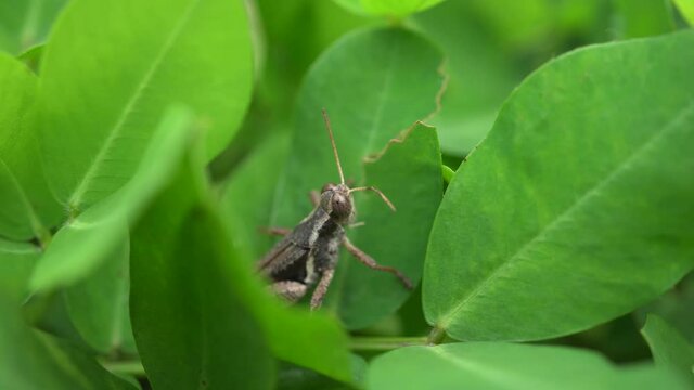 Close up photo of grasshopper over the green leaves on the mountain when spring season. Dramatic and nature scene for transition shot film, traveler and holiday destination. 