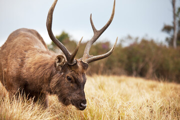 Naklejka na ściany i meble Elk on Sri Lanka