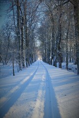 winter road in the forest