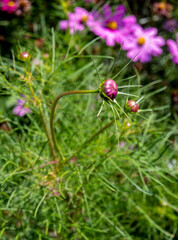 buds of pink cosmos flowers in the flower field