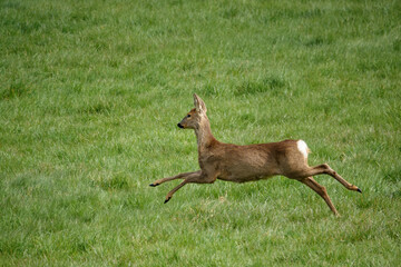 a lone wild Roe Deer (Capreolus capreolus) in a vibrant green grass meadow