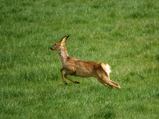 a lone wild Roe Deer (Capreolus capreolus) in a vibrant green grass meadow