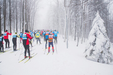 Group of cross country skiers in white winter nature - obrazy, fototapety, plakaty