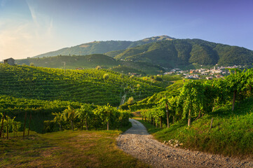 Obraz premium Vineyards and road. Prosecco Hills, Unesco Site. Valdobbiadene, Veneto, Italy
