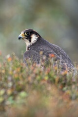 Peregrine Falcon (Falco peregrines) framed by blurred heather