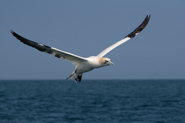 Fototapeta na wymiar Northern Gannet (Morus bassanus) in flight above the ocean, photographed from the deck of a ship