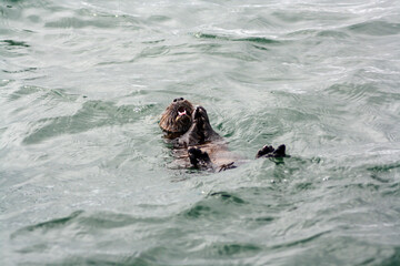 marine otter floating on its back in the ocean