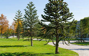 Fototapeta na wymiar Spiky green Araucaria araucana, monkey puzzle tree, monkey tail tree, or Chilean pine in landscape city park Krasnodar or Galitsky Park in sunny autumn 2021