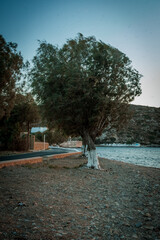 Un pin sur la plage au mois de janvier