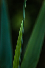 close up of green leaf