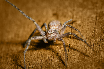 Philodromidae, also known as philodromid crab spiders