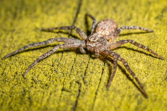 Philodromidae, also known as philodromid crab spiders