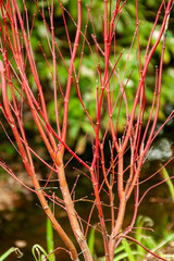 Acer Palmatum 'Sango Kaku' a deciduous ornamental shrub plant of Japan grown popular for its red...