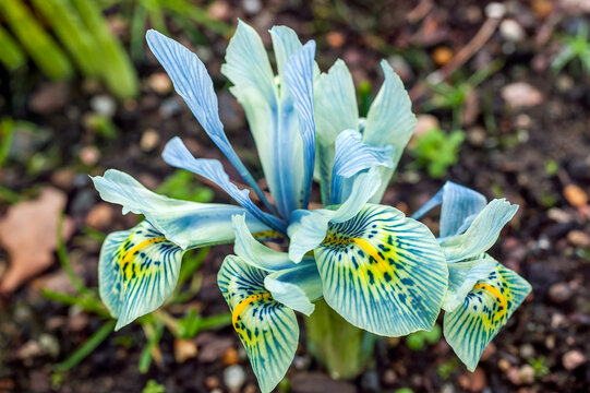 Iris reticulata 'Katharine Hodgkin' a winter spring flowering plant bulb with a blue springtime flower, stock photo image